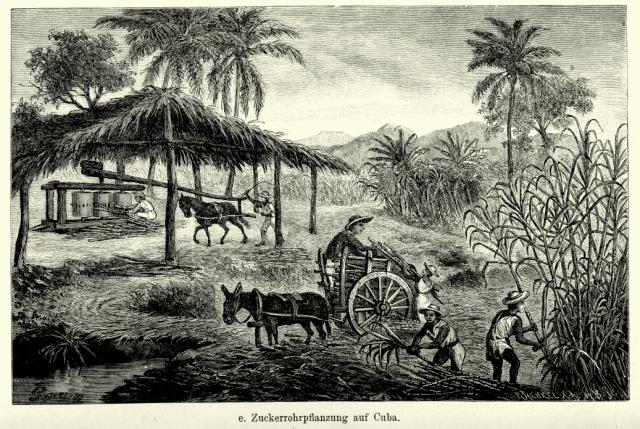 Historisk sukkerrørplantasje